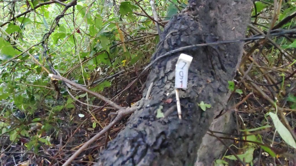 นครนายก - ชาวบ้านพบจอมปลวกแปลกคล้ายหัวสุนัขและเรือสุพรรณหงส์จุดธูปขอโชค 13 Talknews Online