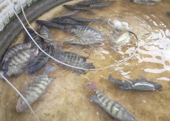 สกลนคร วิศวกรผันตัวเองมาเลี้ยงปลานิลในวงบ่อเมทัลชีทโตเร็ว สด สะอาด