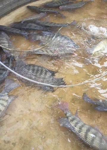 สกลนคร วิศวกรผันตัวเองมาเลี้ยงปลานิลในวงบ่อเมทัลชีทโตเร็ว สด สะอาด 14 สกลนคร วิศวกรผันตัวเองมาเลี้ยงปลานิลในวงบ่อเมทัลชีทโตเร็ว สด สะอาด