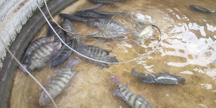 สกลนคร วิศวกรผันตัวเองมาเลี้ยงปลานิลในวงบ่อเมทัลชีทโตเร็ว สด สะอาด