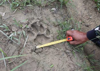 เบตง จนท.อุทยานแห่งชาติบางลางที่ บล.3 ตรวจสอบรอยเท้าสัตว์ ที่ชาวบ้านแจ้ง พื้นที่ ต.ธารน้ำทิพย์ สรุปเป็นรอยเท้าเสือโคร่ง คาดมีน้ำหนักประมาณ 200 กว่ากิโลกรัม 16 เบตง จนท.อุทยานแห่งชาติบางลางที่ บล.3 ตรวจสอบรอยเท้าสัตว์ ที่ชาวบ้านแจ้ง พื้นที่ ต.ธารน้ำทิพย์ สรุปเป็นรอยเท้าเสือโคร่ง คาดมีน้ำหนักประมาณ 200 กว่ากิโลกรัม