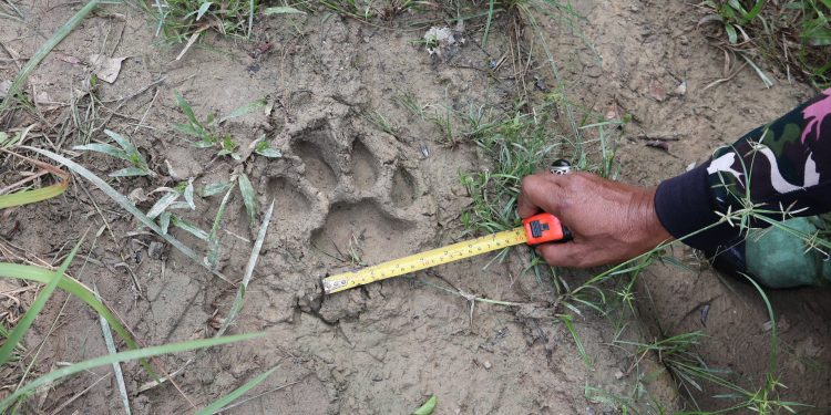 เบตง จนท.อุทยานแห่งชาติบางลางที่ บล.3 ตรวจสอบรอยเท้าสัตว์ ที่ชาวบ้านแจ้ง พื้นที่ ต.ธารน้ำทิพย์ สรุปเป็นรอยเท้าเสือโคร่ง คาดมีน้ำหนักประมาณ 200 กว่ากิโลกรัม