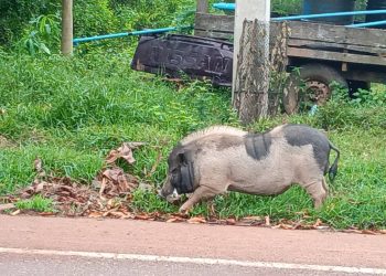 ปราจีนบุรี เจ้าโทนหมูแคระจอมซ่าเดินหาสาวบนถนน2กม.ทุกวัน