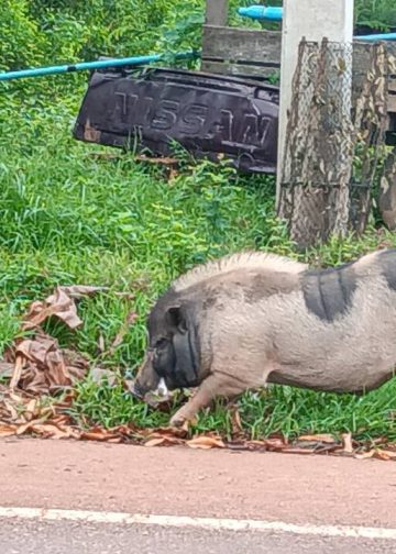 ปราจีนบุรี เจ้าโทนหมูแคระจอมซ่าเดินหาสาวบนถนน2กม.ทุกวัน