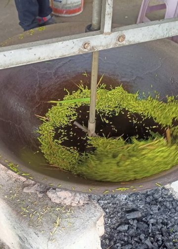 สกลนคร ดูการผลิตข้าวเม่าแม่นก แม่เครือวัลย์บ้านงิ้วด่อนไม่ง่ายกว่าจะได้แต่ละกิโล 14 สกลนคร ดูการผลิตข้าวเม่าแม่นก แม่เครือวัลย์บ้านงิ้วด่อนไม่ง่ายกว่าจะได้แต่ละกิโล