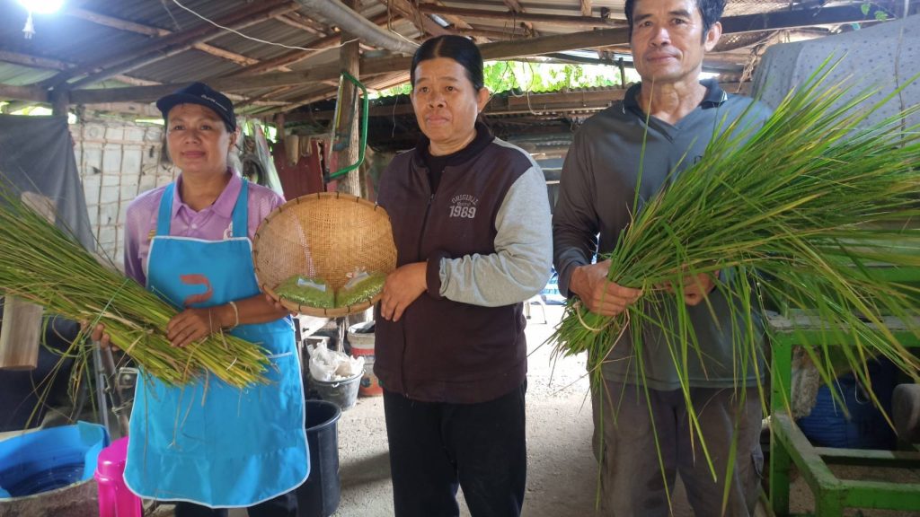 สกลนคร ดูการผลิตข้าวเม่าแม่นก แม่เครือวัลย์บ้านงิ้วด่อนไม่ง่ายกว่าจะได้แต่ละกิโล 13 Talknews Online