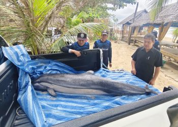 พังงา – สุดเศร้าโลมาลายแถบเกยตื้นตายชายหาดบาสัก ตะกั่วป่า พบมีบาดแผลถลอกเจ้าหน้าที่คาดน่าจะเกิดจากอาการป่วยพร้อมส่งศูนย์วิจัยผ่าพิสูจน์
