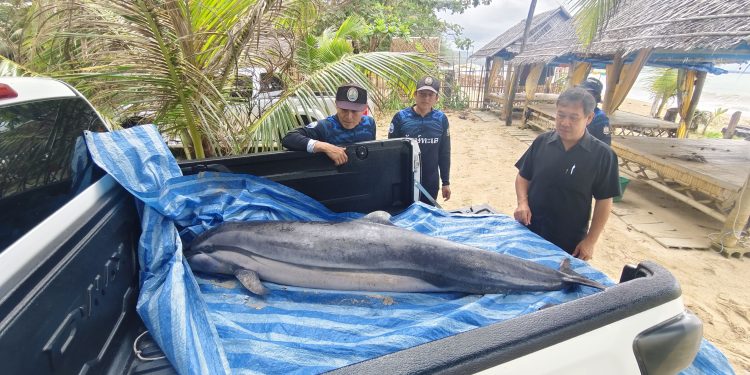 พังงา – สุดเศร้าโลมาลายแถบเกยตื้นตายชายหาดบาสัก ตะกั่วป่า พบมีบาดแผลถลอกเจ้าหน้าที่คาดน่าจะเกิดจากอาการป่วยพร้อมส่งศูนย์วิจัยผ่าพิสูจน์