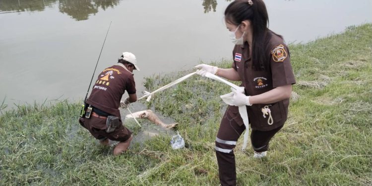 นครปฐม คืบหน้า ถ่วงน้ำหญิง คลองชลประทาน คาดเป็นสาวใหญ่ สมุทรสาคร 12 นครปฐม คืบหน้า ถ่วงน้ำหญิง คลองชลประทาน คาดเป็นสาวใหญ่ สมุทรสาคร