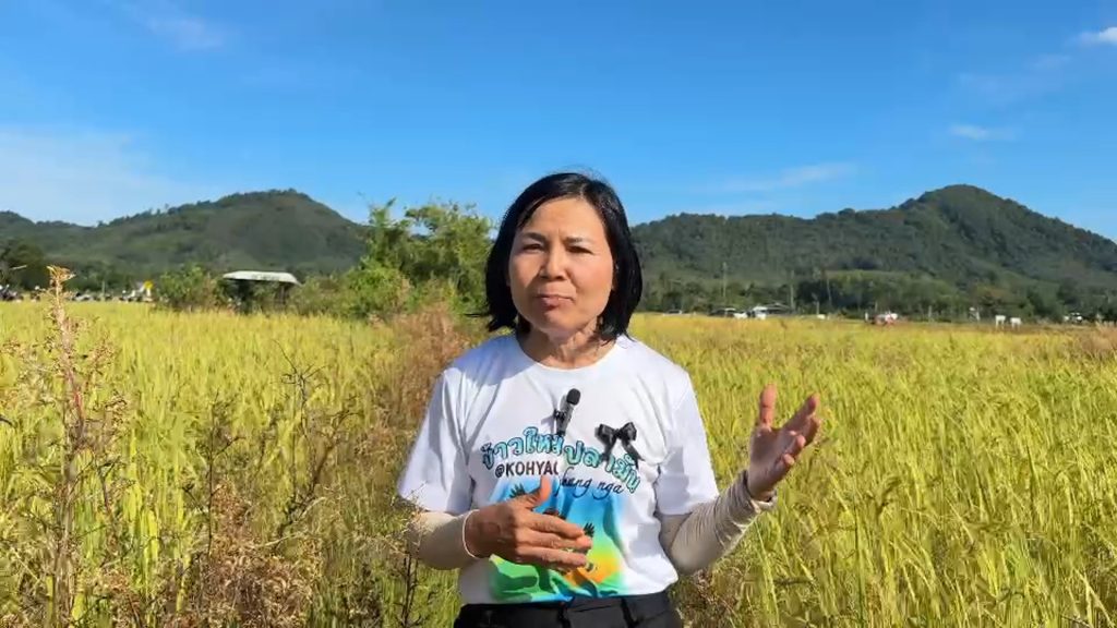 พังงา – เกาะยาวจัดงาน “วันอาหารปลอดภัย ข้าวใหม่ปลามัน” ร่วมเก็บเกี่ยวข้าวในนาแปลงใหญ่ที่สุดในทะเลอันดามัน 13 Talknews Online