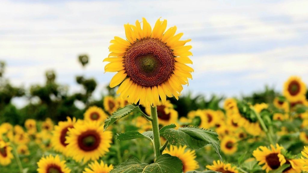 ดลพบุรี ทุ่งทานตะวันเพื่อการท่องเที่ยวพร้อมรอรับนักท่องเที่ยวมาเยือน 13 Talknews Online