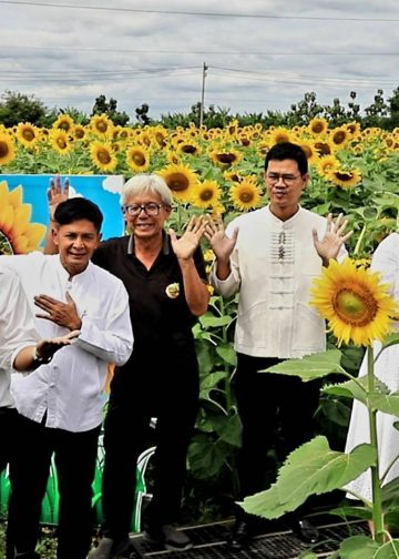 ดลพบุรี ทุ่งทานตะวันเพื่อการท่องเที่ยวพร้อมรอรับนักท่องเที่ยวมาเยือน 14 ดลพบุรี ทุ่งทานตะวันเพื่อการท่องเที่ยวพร้อมรอรับนักท่องเที่ยวมาเยือน