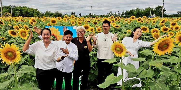 ดลพบุรี ทุ่งทานตะวันเพื่อการท่องเที่ยวพร้อมรอรับนักท่องเที่ยวมาเยือน 12 ดลพบุรี ทุ่งทานตะวันเพื่อการท่องเที่ยวพร้อมรอรับนักท่องเที่ยวมาเยือน