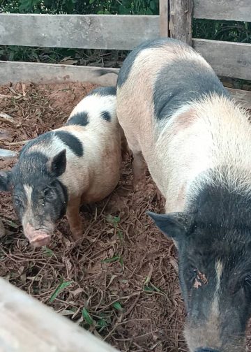 ปราจีนบุรี เจ้าโทนหมูแคระมีเมียแล้ว