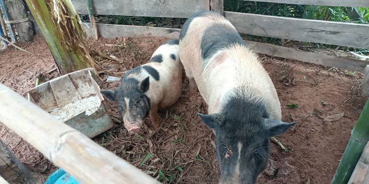 ปราจีนบุรี เจ้าโทนหมูแคระมีเมียแล้ว 12 ปราจีนบุรี เจ้าโทนหมูแคระมีเมียแล้ว