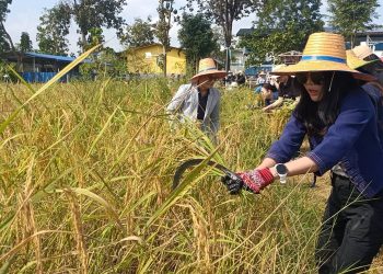 ปราจีนบุรี ลงแขกเกี่ยวข้าวนาอินทรีย์