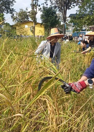 ปราจีนบุรี ลงแขกเกี่ยวข้าวนาอินทรีย์