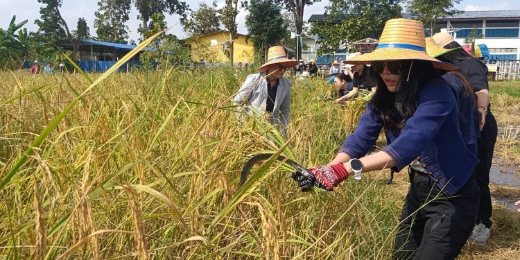 ปราจีนบุรี ลงแขกเกี่ยวข้าวนาอินทรีย์