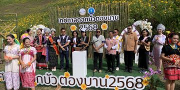 แม่ฮ่องสอน เปิดแล้วทุ่งดอกบัวตองดอยแม่อูคอ ดอกเหลืองอร่ามเต็มยอดดอยแม้จะลุ้นระทึกกับฝนที่ตกลงมาหนักกว่าทุกปี