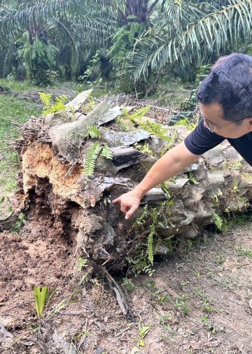 ภัยเงียบ ที่ชาวสวนปาล์มต้องระวัง !! หลังชาวสวนปาล์มกระบี่ พบโรคลำต้นเน่าในต้นปาล์ม พบเชื้อราในดิน เกษตรกระบี่ ได้ลงพื้นที่ตรวจสอบ ทำลายเห็ด และแนะนำวิธีป้องกันและรักษา