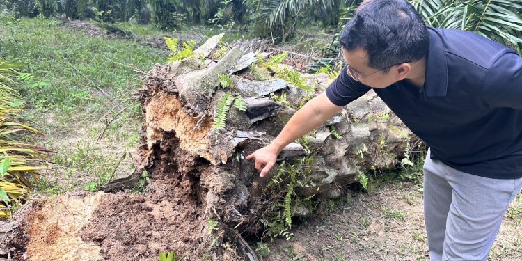 ภัยเงียบ ที่ชาวสวนปาล์มต้องระวัง !! หลังชาวสวนปาล์มกระบี่ พบโรคลำต้นเน่าในต้นปาล์ม พบเชื้อราในดิน เกษตรกระบี่ ได้ลงพื้นที่ตรวจสอบ ทำลายเห็ด และแนะนำวิธีป้องกันและรักษา