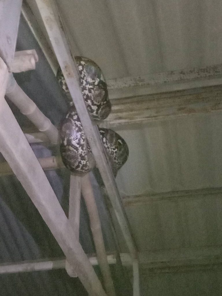 นครปฐม กู้ชีพจับงูเหลือม ยาวกว่า 4 เมตร คาดหนีน้ำท่วม 13 Talknews Online