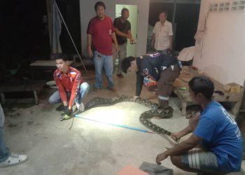 นครปฐม กู้ชีพจับงูเหลือม ยาวกว่า 4 เมตร คาดหนีน้ำท่วม