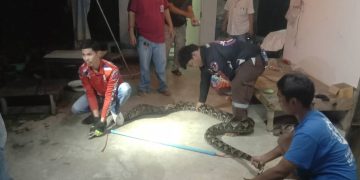 นครปฐม กู้ชีพจับงูเหลือม ยาวกว่า 4 เมตร คาดหนีน้ำท่วม