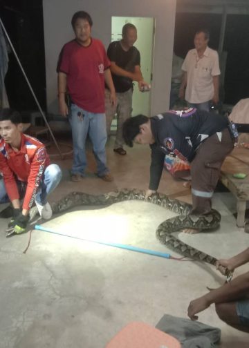 นครปฐม กู้ชีพจับงูเหลือม ยาวกว่า 4 เมตร คาดหนีน้ำท่วม