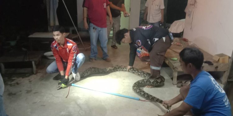 นครปฐม กู้ชีพจับงูเหลือม ยาวกว่า 4 เมตร คาดหนีน้ำท่วม 12 นครปฐม กู้ชีพจับงูเหลือม ยาวกว่า 4 เมตร คาดหนีน้ำท่วม