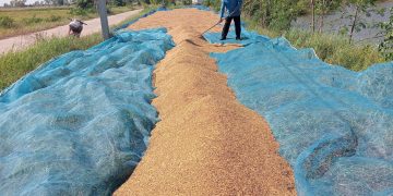 กาฬสินธุ์ชาวนาอ่วมข้าวเปลือกราคาถูกกว่าบะหมี่ กก.ละ 6 บาทขาดทุนซ้ำซาก