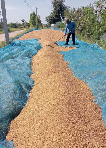 กาฬสินธุ์ชาวนาอ่วมข้าวเปลือกราคาถูกกว่าบะหมี่ กก.ละ 6 บาทขาดทุนซ้ำซาก