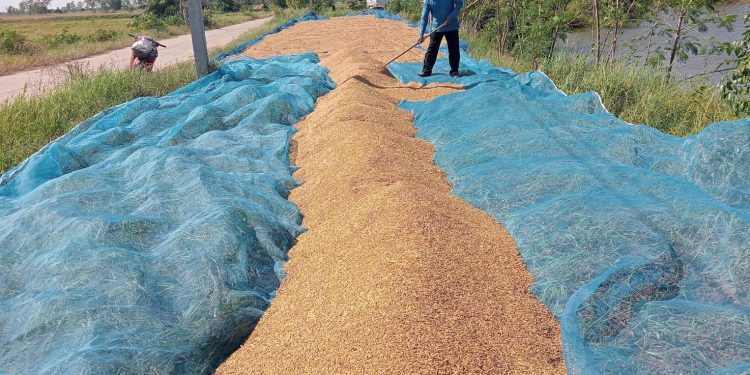 กาฬสินธุ์ชาวนาอ่วมข้าวเปลือกราคาถูกกว่าบะหมี่ กก.ละ 6 บาทขาดทุนซ้ำซาก 12 กาฬสินธุ์ชาวนาอ่วมข้าวเปลือกราคาถูกกว่าบะหมี่ กก.ละ 6 บาทขาดทุนซ้ำซาก