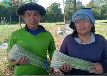 ปราจีนบุรี ปลูกตะไคร้ขายวันละ500บาททุกวัน 18 ปราจีนบุรี ปลูกตะไคร้ขายวันละ500บาททุกวัน