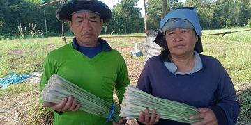 ปราจีนบุรี ปลูกตะไคร้ขายวันละ500บาททุกวัน