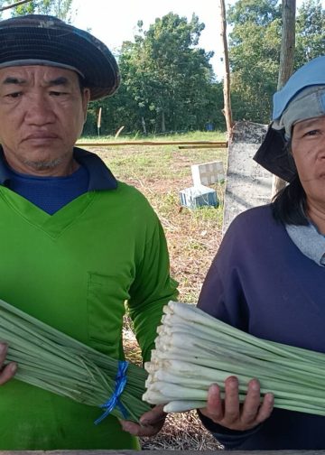 ปราจีนบุรี ปลูกตะไคร้ขายวันละ500บาททุกวัน