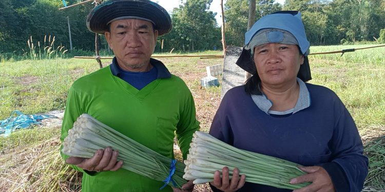 ปราจีนบุรี ปลูกตะไคร้ขายวันละ500บาททุกวัน