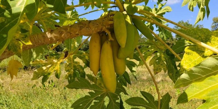 นครนายก – ชาวบ้านพากันดูมะละกอแปลกสีทองลูกดก ไม่พลาดขอเลขเสี่ยงโชค