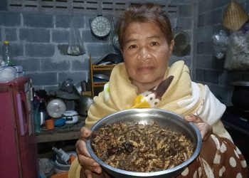 ปราจีนบุรี ดักแมงกระชอนหน้าบ้านได้เงินทุกวัน 16 ปราจีนบุรี ดักแมงกระชอนหน้าบ้านได้เงินทุกวัน