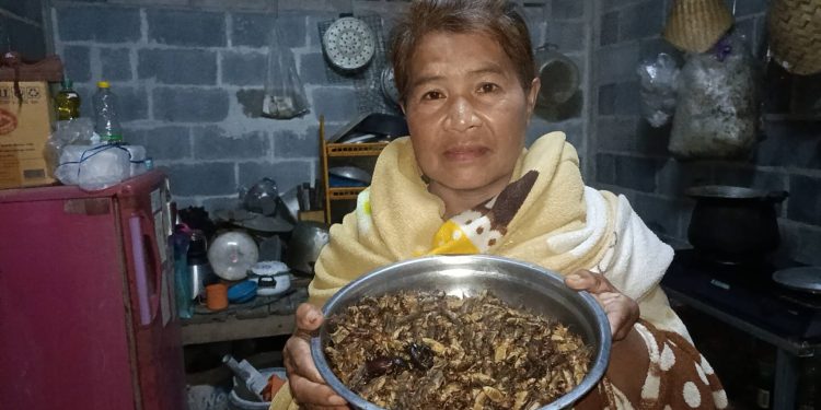 ปราจีนบุรี ดักแมงกระชอนหน้าบ้านได้เงินทุกวัน