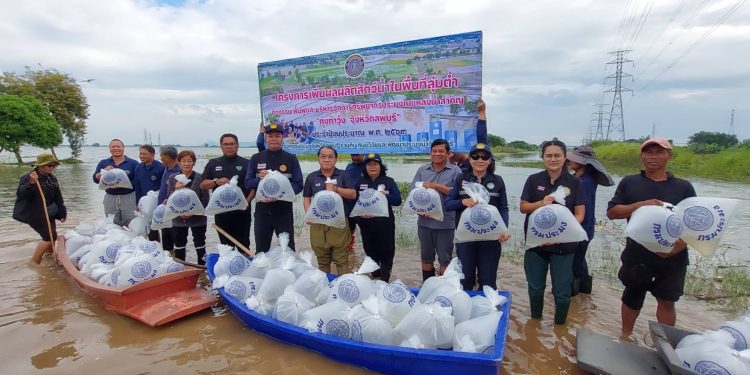 ลพบุรี ประมงปล่อยพันธุ์ปลาลงทุ่งบ้านหมี่ ท่าวุ้งแก้มลิงมูลนิธิชัยพัฒนากว่า 30 ล้านตัว