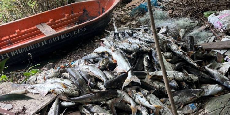 ปทุมธานี แม่ยายจาพนมเดือด แจ้งปลาในบ่อตายนับพัน สท.อ้างไม่ว่าง จนท.ไม่มี