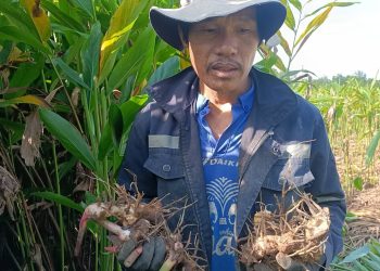 ปราจีนบุรี ปลูกข่าแดงขายวันละ1,000บาท 15 ปราจีนบุรี ปลูกข่าแดงขายวันละ1,000บาท