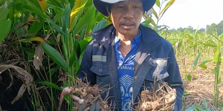 ปราจีนบุรี ปลูกข่าแดงขายวันละ1,000บาท 12 ปราจีนบุรี ปลูกข่าแดงขายวันละ1,000บาท