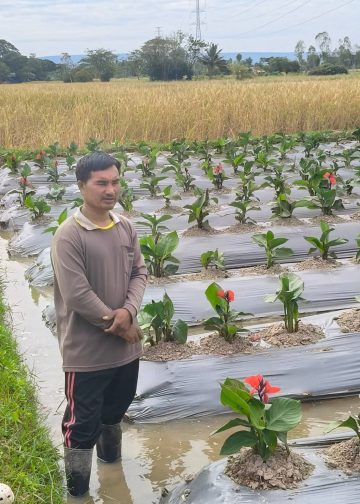 สกลนคร ปลูกแตงกวา พุทธรักษาส่งบริษัท รายได้ปีละ กว่า 5-6 แสน