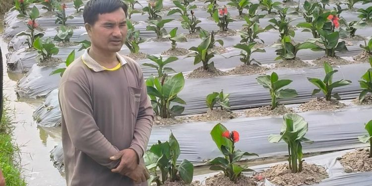 สกลนคร ปลูกแตงกวา พุทธรักษาส่งบริษัท รายได้ปีละ กว่า 5-6 แสน 12 สกลนคร ปลูกแตงกวา พุทธรักษาส่งบริษัท รายได้ปีละ กว่า 5-6 แสน