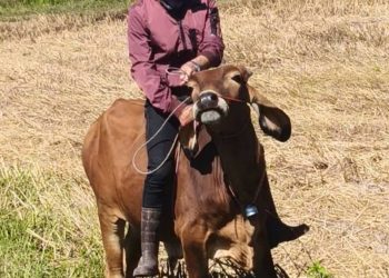 สกลนคร อึ้งหนุ่มสกลฯฝึกสอนวัวให้ขี่ได้เหมือนม้า 19 สกลนคร อึ้งหนุ่มสกลฯฝึกสอนวัวให้ขี่ได้เหมือนม้า