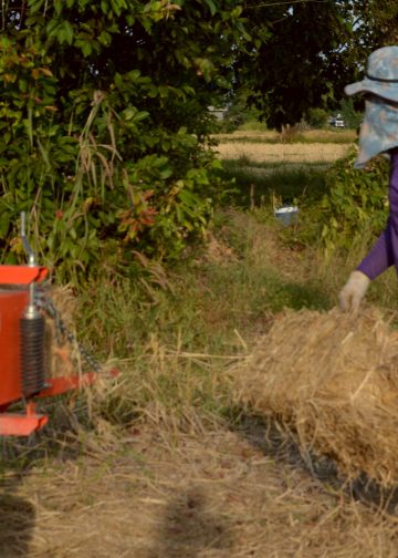 มุกดาหาร รับจ้างอัดฟางก้อนหลังเก็บเกี่ยวข้าว รายได้วันละ 1 หมื่น ชาวนามีรายได้จากฟางก้อน 40-80 บาท 14 มุกดาหาร รับจ้างอัดฟางก้อนหลังเก็บเกี่ยวข้าว รายได้วันละ 1 หมื่น ชาวนามีรายได้จากฟางก้อน 40-80 บาท