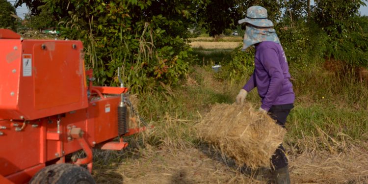 มุกดาหาร รับจ้างอัดฟางก้อนหลังเก็บเกี่ยวข้าว รายได้วันละ 1 หมื่น ชาวนามีรายได้จากฟางก้อน 40-80 บาท