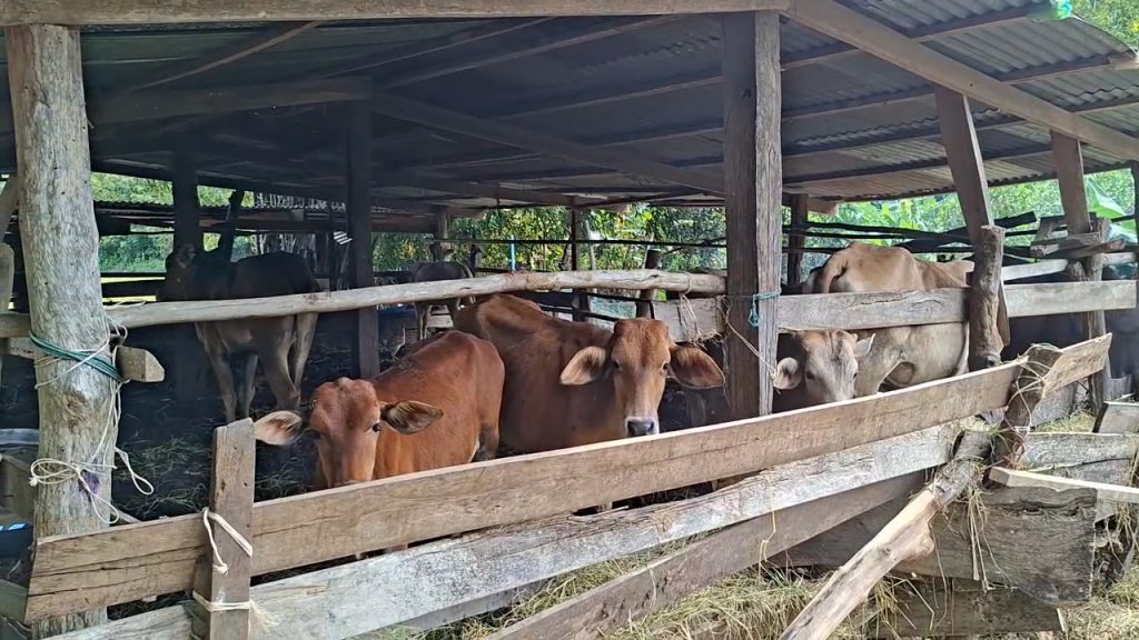 สุรินทร์ - เรียกประชุมด่วนส่วนราชการที่ดูแลเรื่องสัตว์เลี้ยงของชาวบ้าน 13 Talknews Online